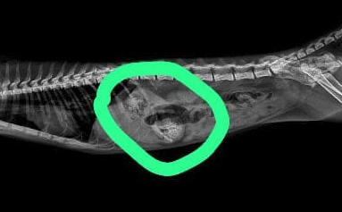 Caramella's Foreign Body X-Ray